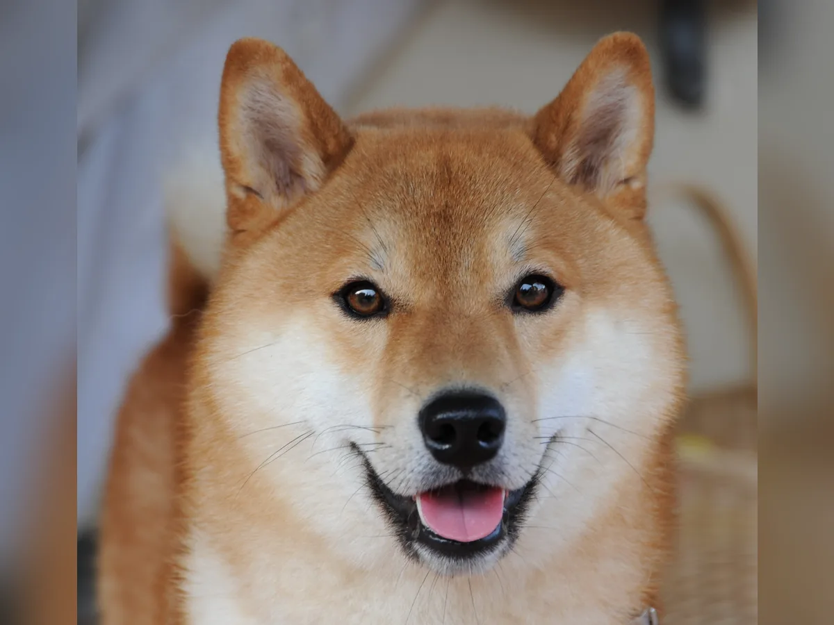 Fotografie Shiba Inu hledící přímo do objektivu