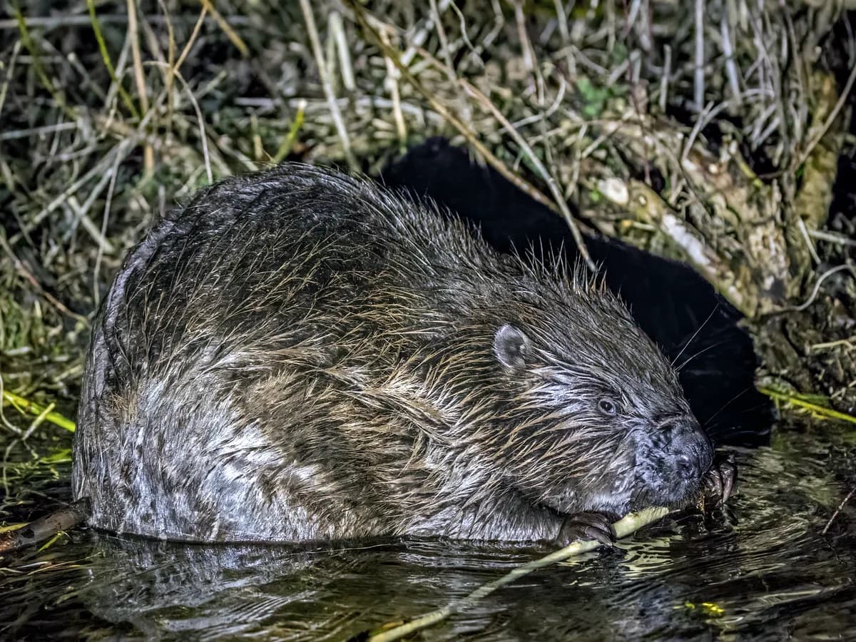 Bobr evropský ve vodě okusuje větev, řeka Narew u obce Wizna v Polsku